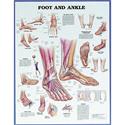 Anatomical Ankle and Foot Chart..